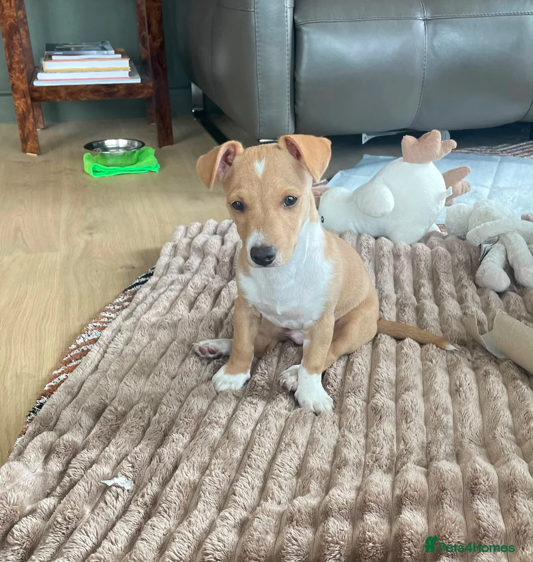 Mixed Breed dogs for sale: Cyril, lovely 7 month old jack russel pup - Advert 1