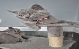 British Shorthair cats for sale: BSH blues  - Image 2
