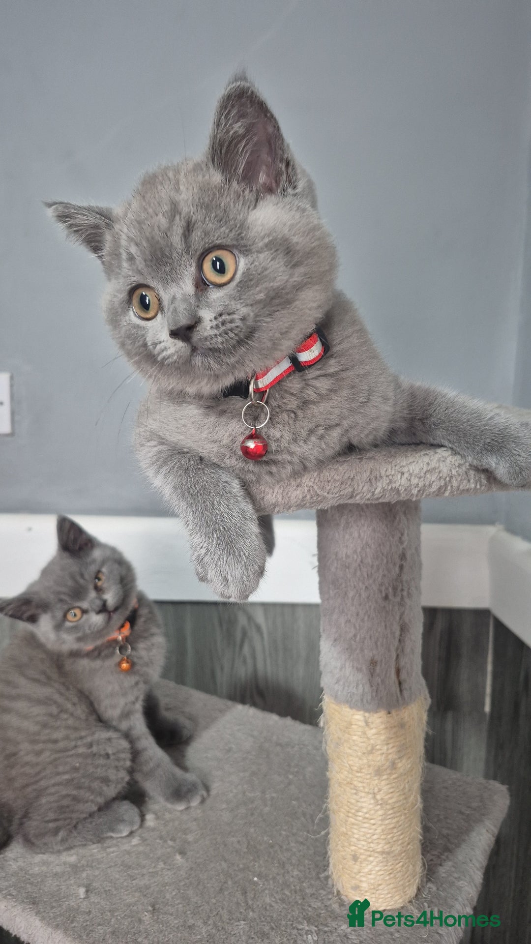 British Shorthair cats for sale: BSH blues  - Image 2