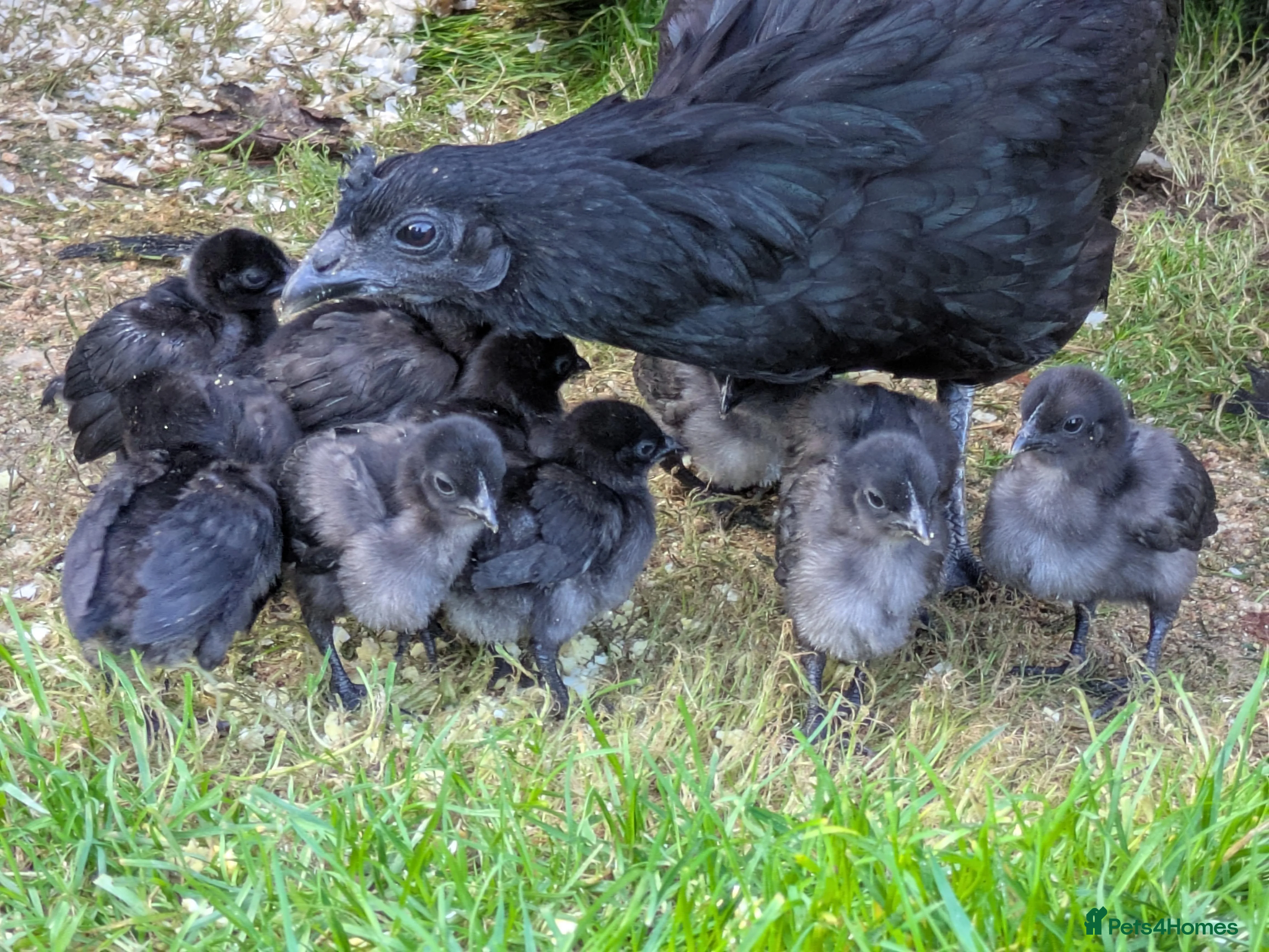 Chickens poultry Ayam Cermani chicks due to hatch Saturday 16th - Advert 1