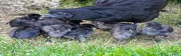 Chickens poultry for sale: Ayam Cermani chicks due to hatch Saturday 16th - Advert 1