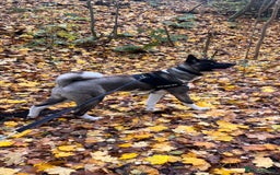 Huskita dogs for sale: 2 year old huskita - Image 12