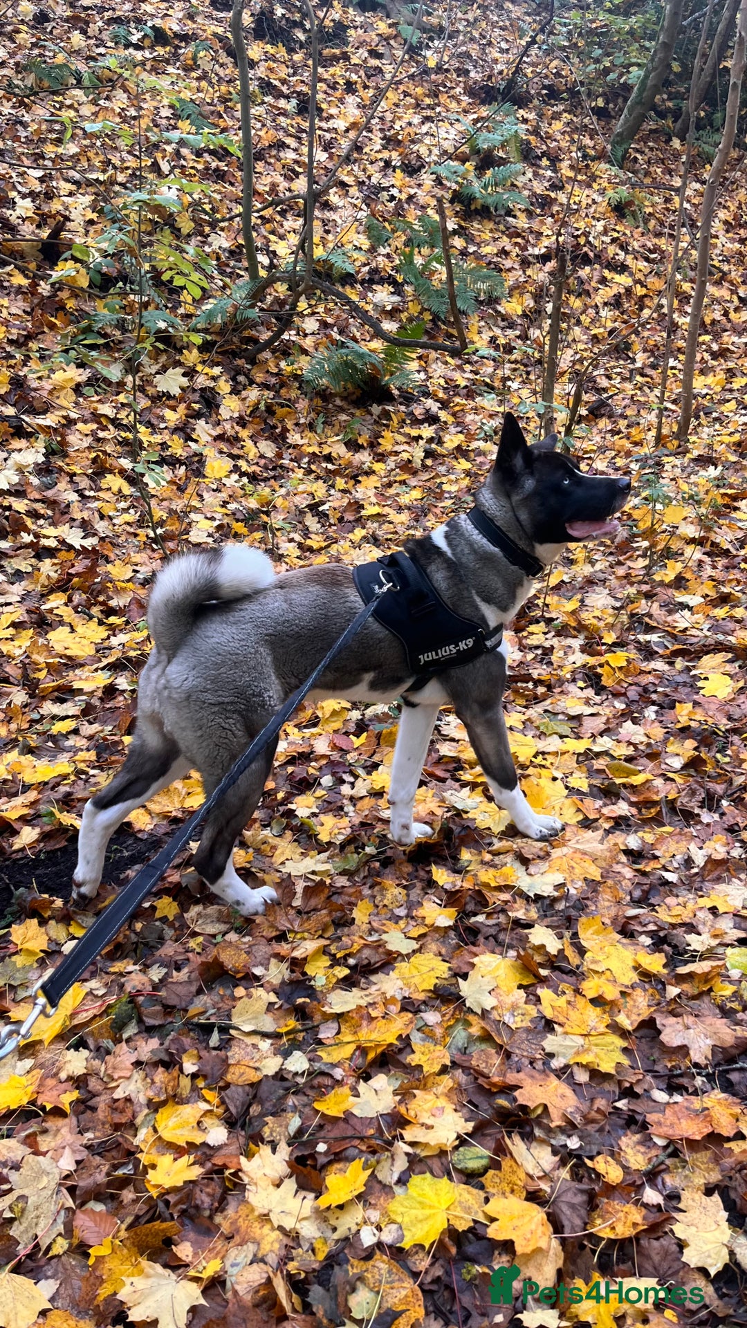 Huskita dogs for sale: 2 year old huskita - Image 12