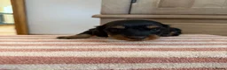 Miniature Dachshund dogs for sale: KC Long Haired Miniature Dachshund Puppies - Advert 4