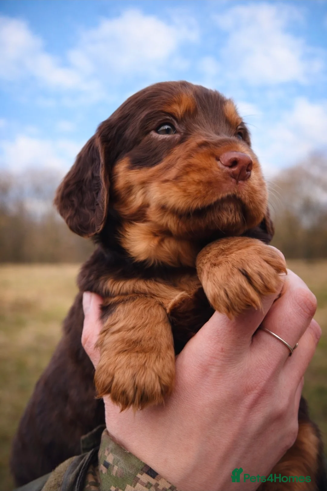 Cocker Spaniel dogs for sale: Beautiful Chocolate Tan Female  - Advert 2