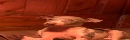 Mixed Breed dogs for sale: Whippet x Italian greyhound pups - Advert 4