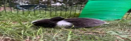 Mixed Breed rabbits for sale: 3 baby rabbits ready for reservation  - Advert 4