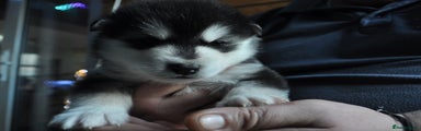 Alaskan Malamute Puppy 4 - Male, light blue collar