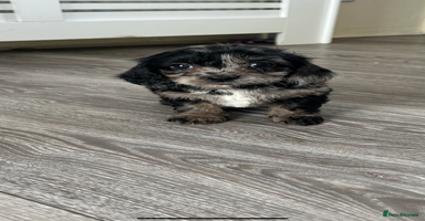 Cavapoo dogs - Advert 3