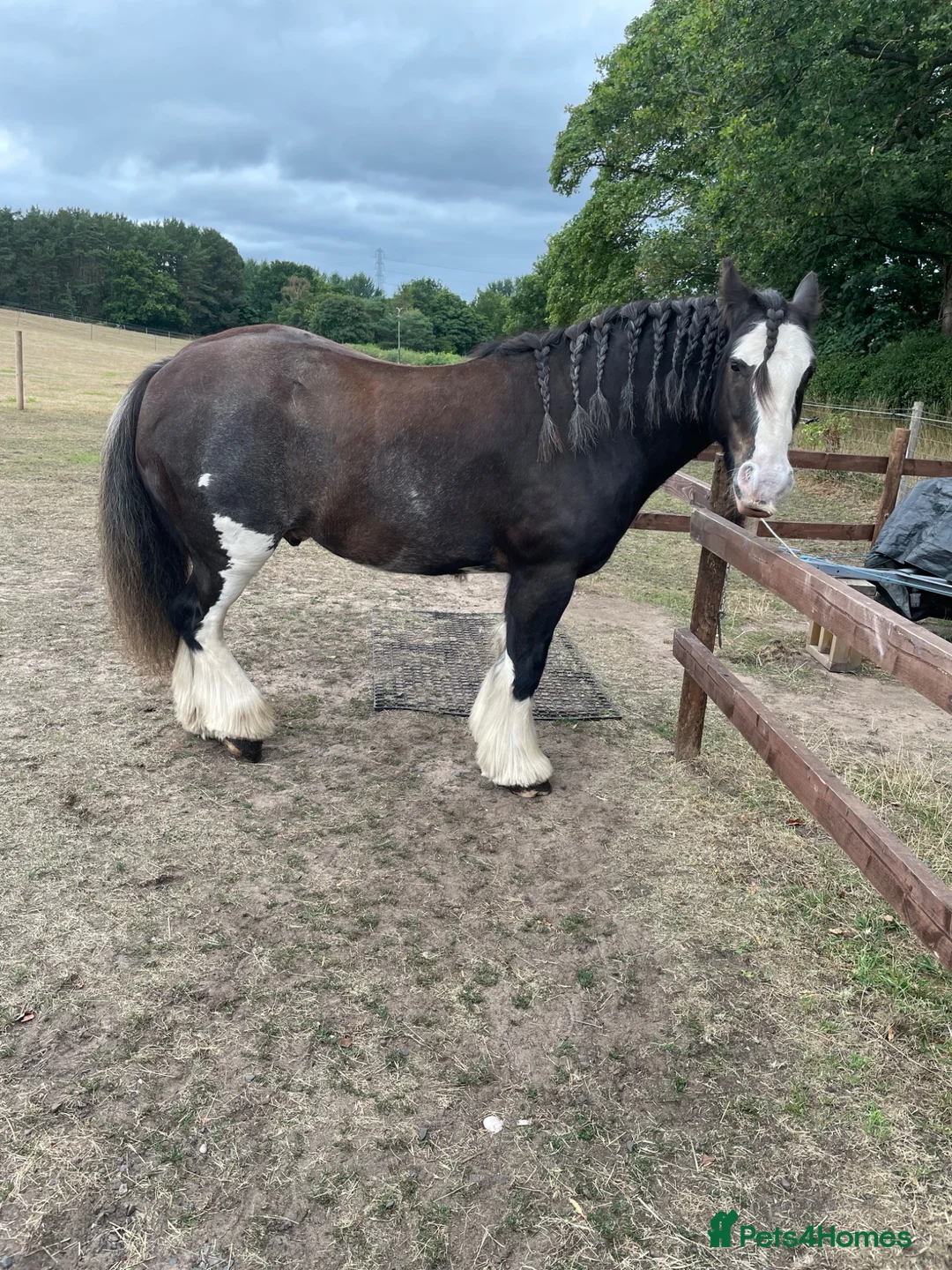 Irish Cob horses for sale: Companion/Project For Sale - Advert 2