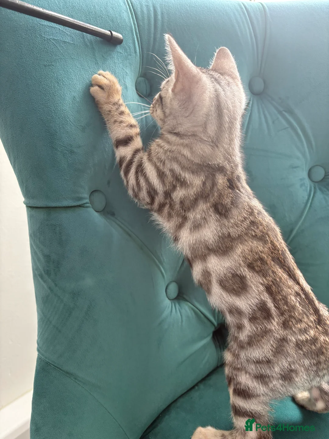 Bengal cats for sale: 2 TICA ACTIVE Bengal BOYS 🐆🐆 - Advert 2