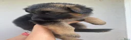 German Shepherd dogs for sale: German Shepherd puppies – Kennel Club registered - Advert 24