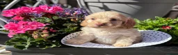 Cockapoo dogs for sale: Adorable Cockapoo puppies  - Advert 13