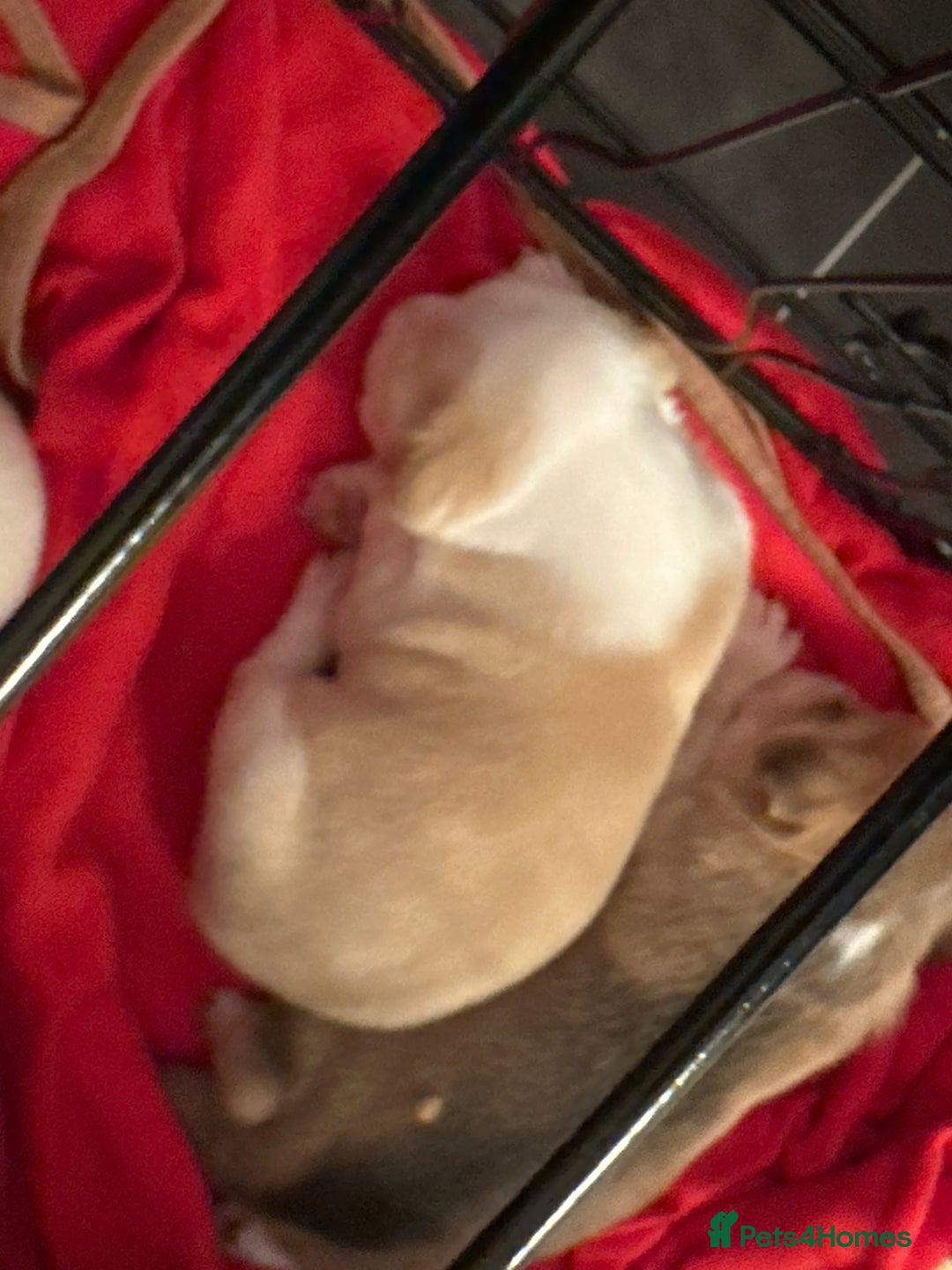 Mixed Breed dogs for sale: Beagle / pocket bully puppies  - Advert 16