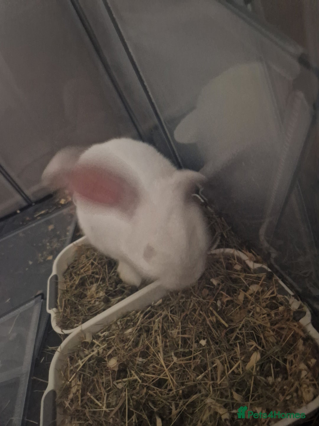 New Zealand rabbits for sale: New Zealand white rabbit  - Image 5