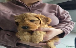 Cockapoo dogs for sale: F1B Red Cockapoo Pups - Image 4