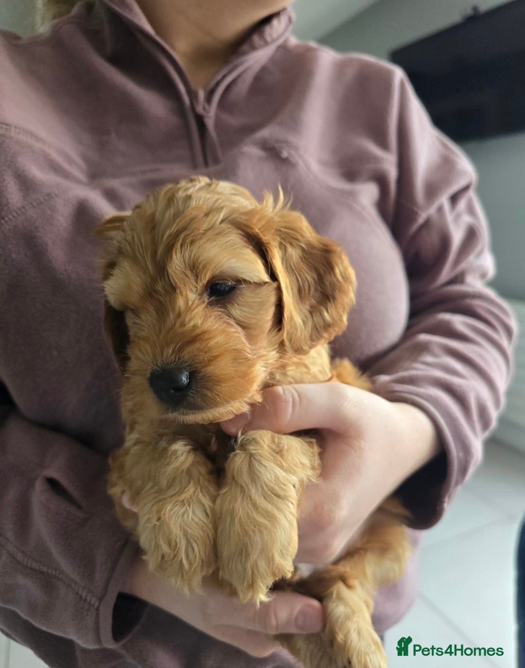Cockapoo dogs for sale: F1B Red Cockapoo Pups - Image 4