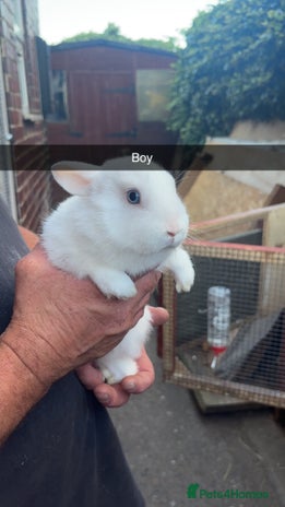 Lionhead rabbits - Advert 5