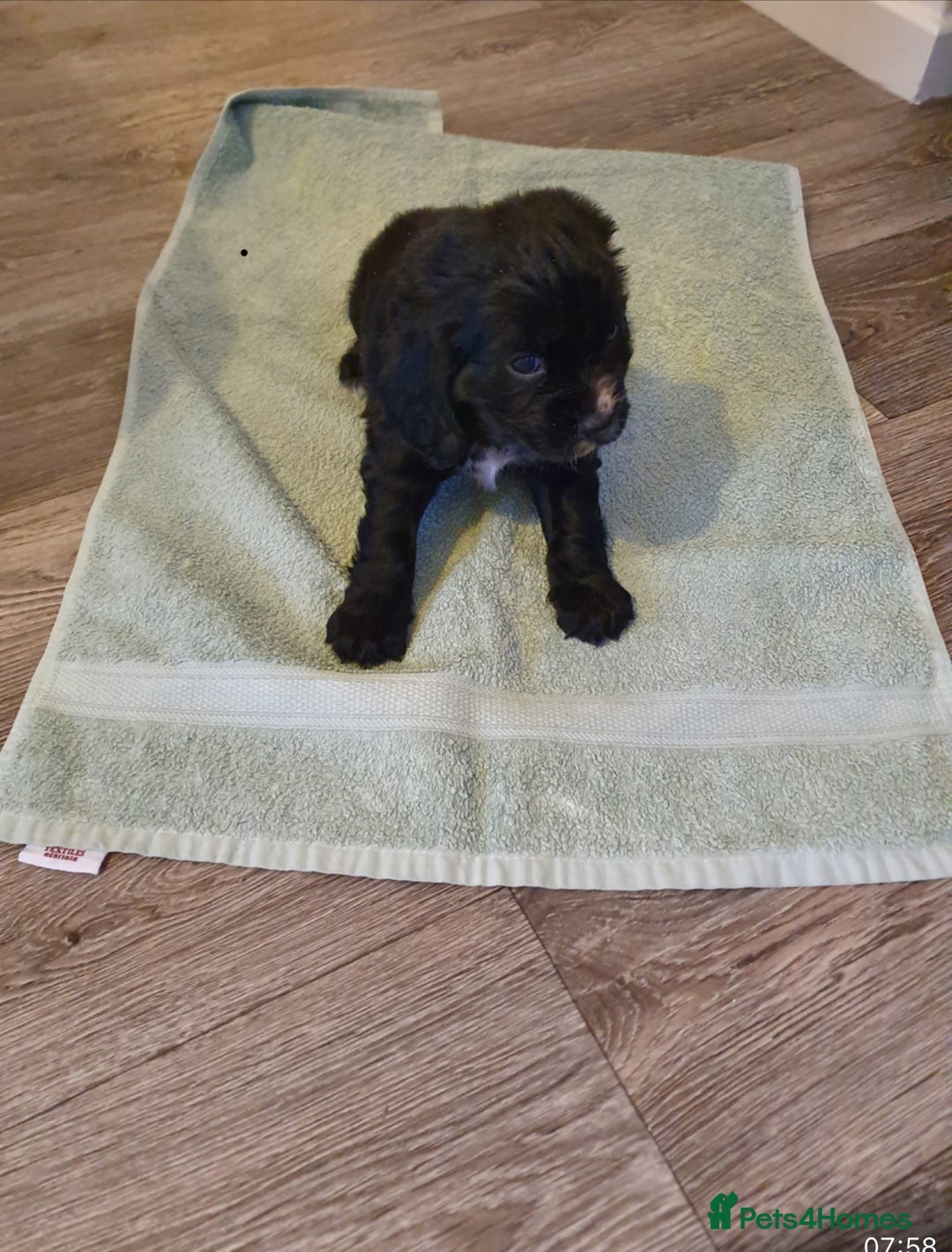 Cocker Spaniel dogs for sale: K C registered Cocker spaniel puppies  - Advert 28