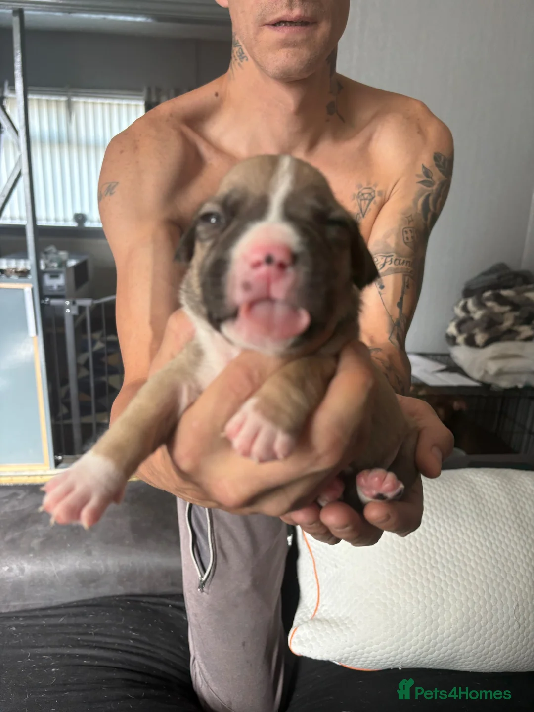 Mixed Breed dogs for sale: Staffy x pocket bully  in Sheffield - Advert 6