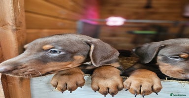 Dobermann dogs - Advert 10