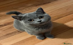 British Shorthair cats for sale: British Shorthair Blue – 4-Month-Old Kitten - Advert 4