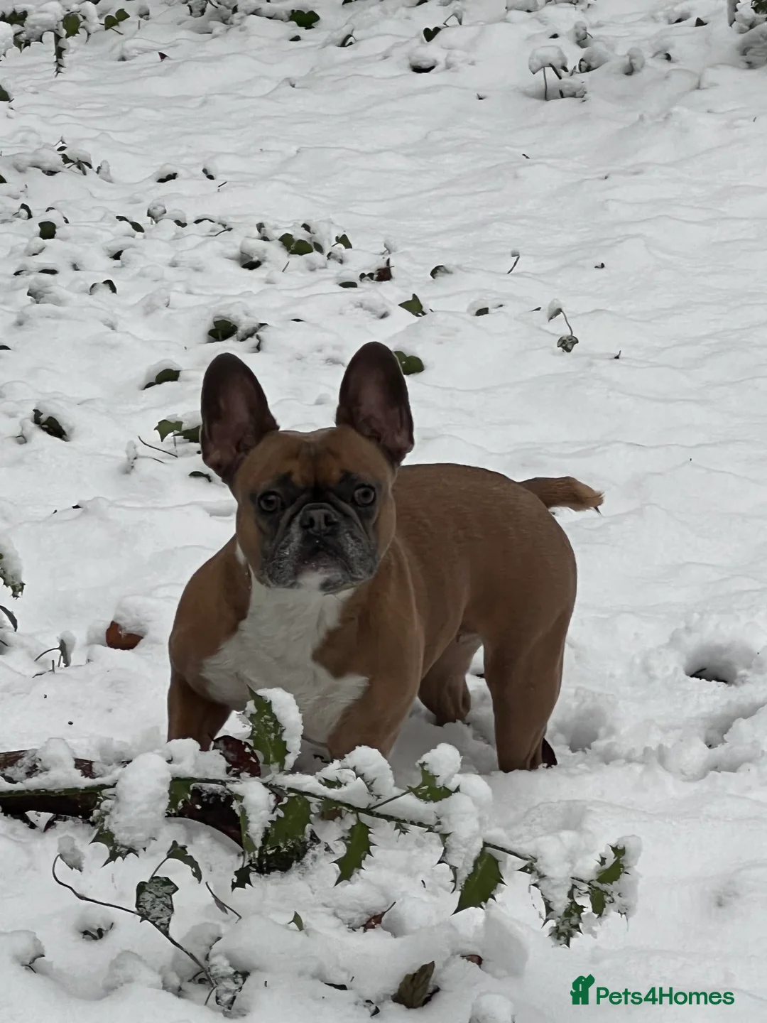 French Bulldog dogs for sale: Bailee French Bulldog - Advert 6