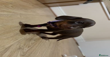 Miniature Dachshund dogs - Advert 14