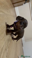 Miniature Dachshund dogs - Advert 3