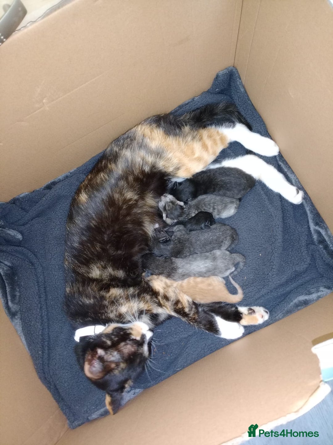 British Shorthair cats for sale: 3 british shorthair kittens. 2 weeks old - Image 4