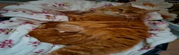 Scottish Fold cats for sale: Beautiful Scottish Straight Kittens for Sale - Advert 4
