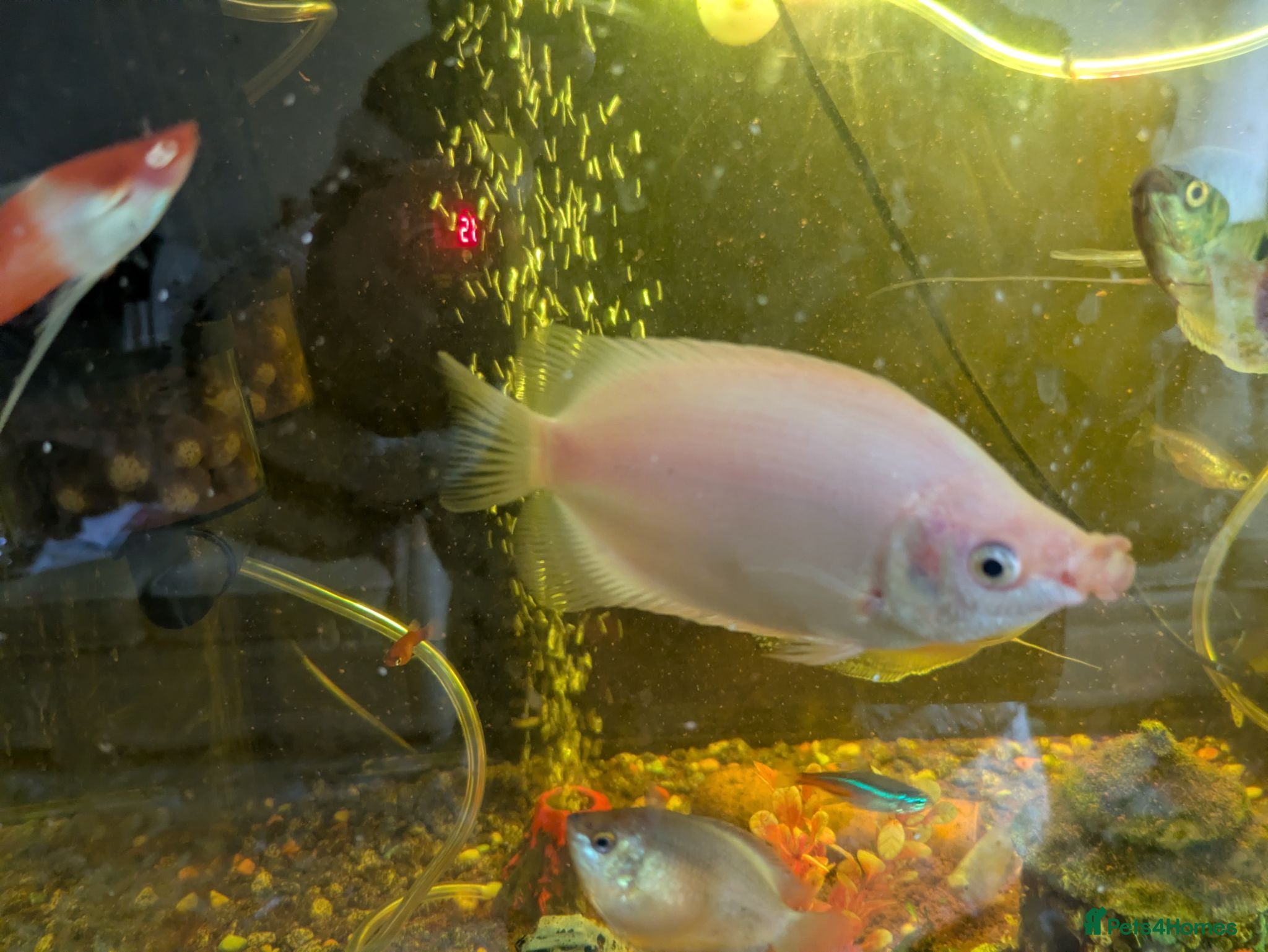 Gouramis fish Kissing. Gourami  - Advert 1