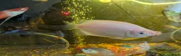 Gouramis fish for sale: Kissing. Gourami  - Advert 1