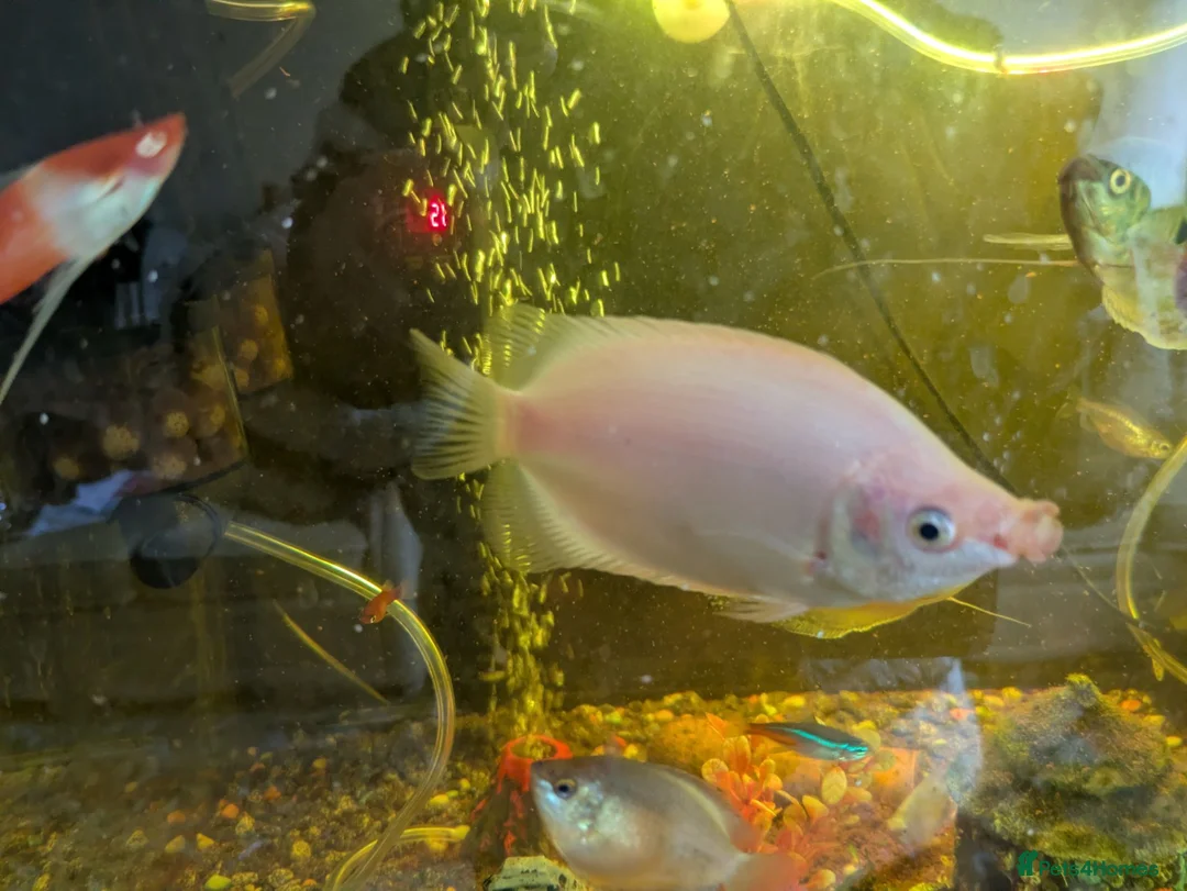 Gouramis fish for sale: Kissing. Gourami  - Advert 1