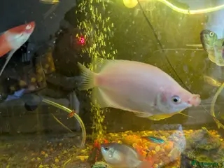 Gouramis fish Kissing. Gourami - Advert 1