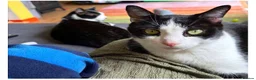 Mixed Breed cats for sale: Rescue affectionate cats - Advert 1
