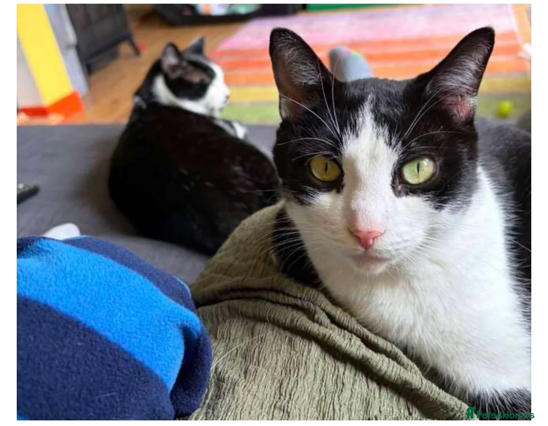 Mixed Breed cats for sale: Rescue affectionate cats - Advert 1