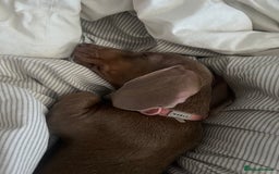 Miniature Dachshund dogs for sale: 8 month miniature dachshund for sale - Image 9