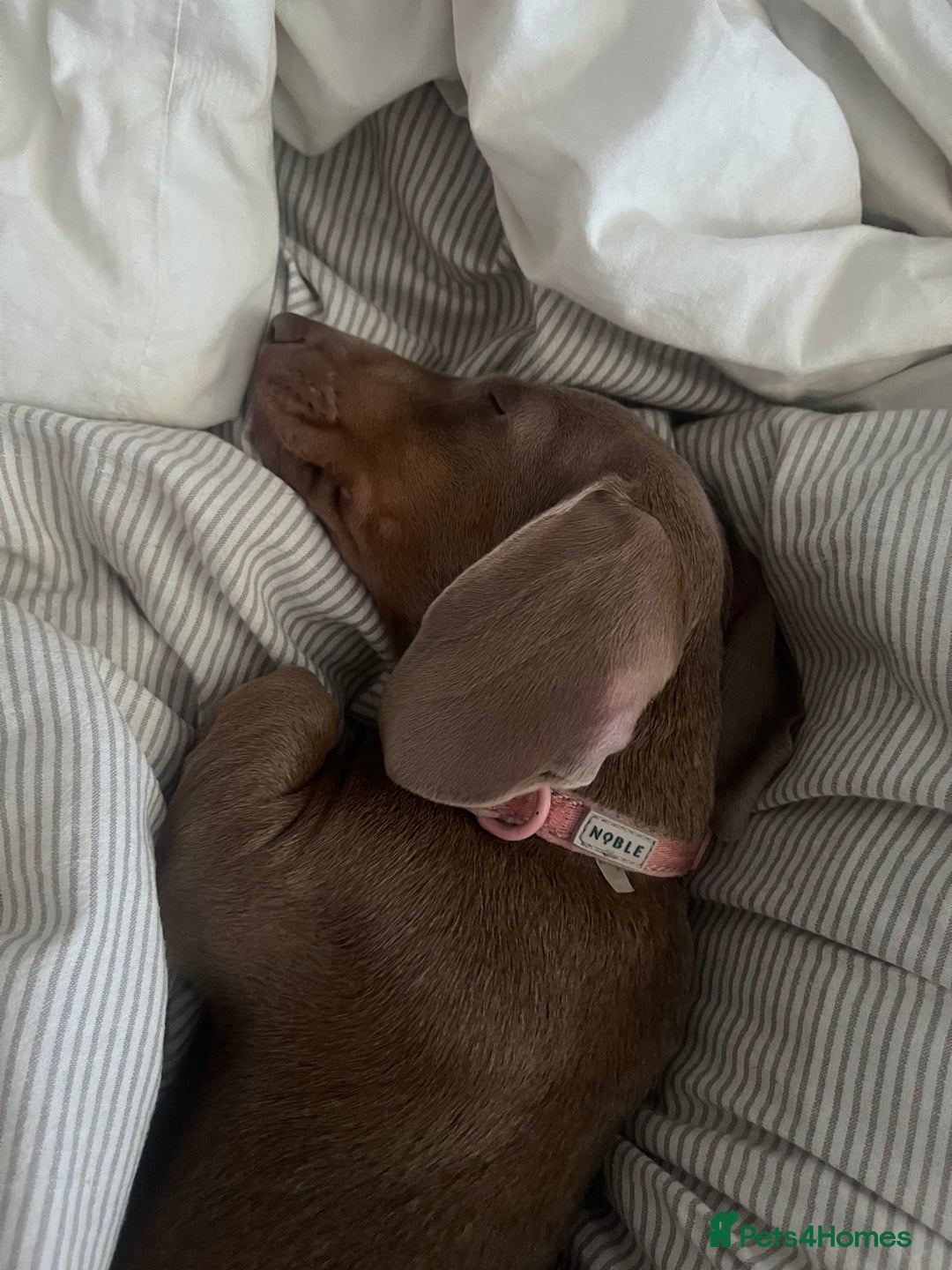 Miniature Dachshund dogs for sale: 8 month miniature dachshund for sale - Image 9