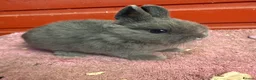 Netherland Dwarf rabbits for sale: Young Netherland Dwarfs - Advert 4