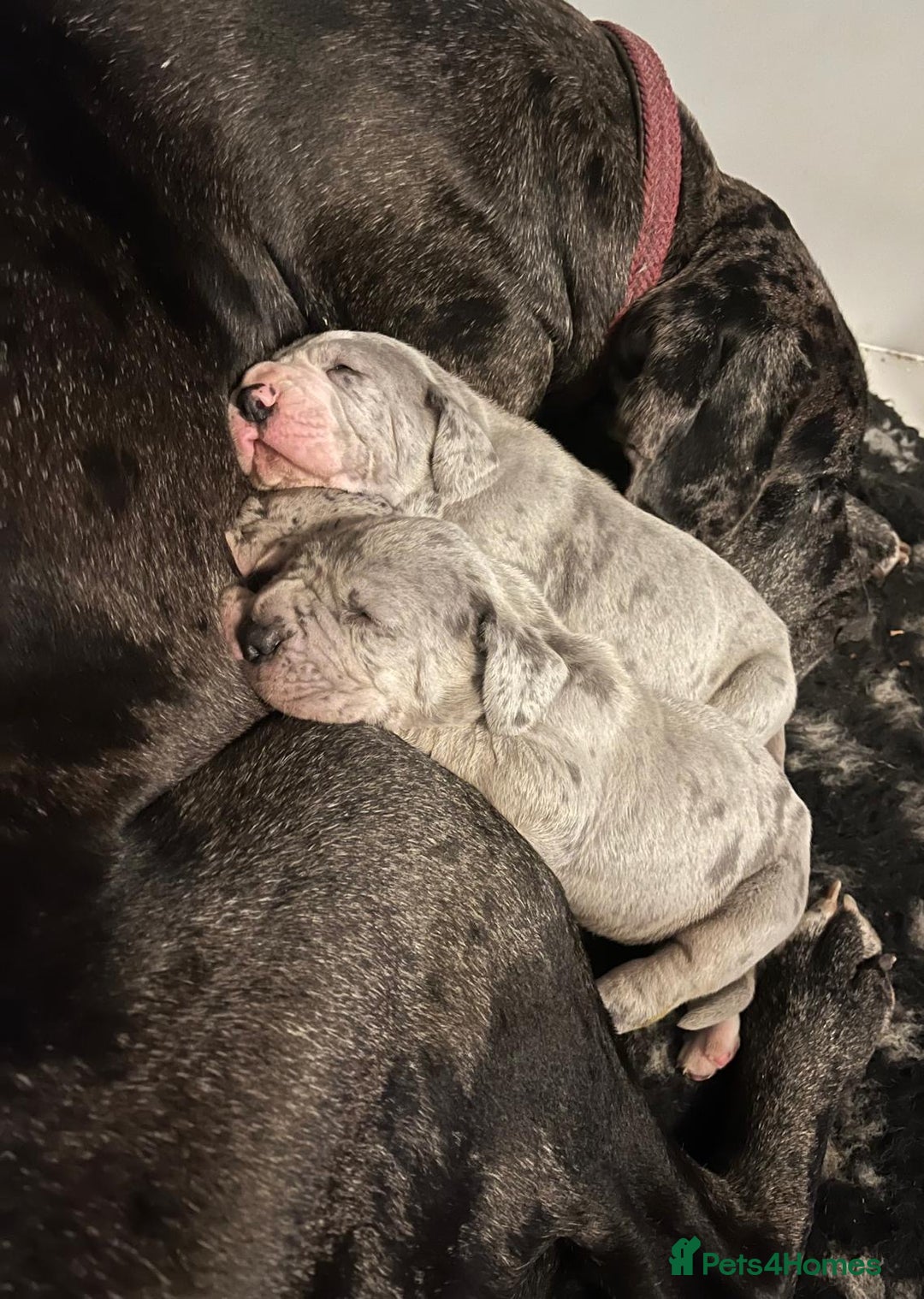 Great Dane dogs for sale: GREATEST DANE PUPS - KC Reg  - Advert 7