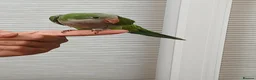 Parakeets birds for sale: Silly tame quakers and conure - Advert 2