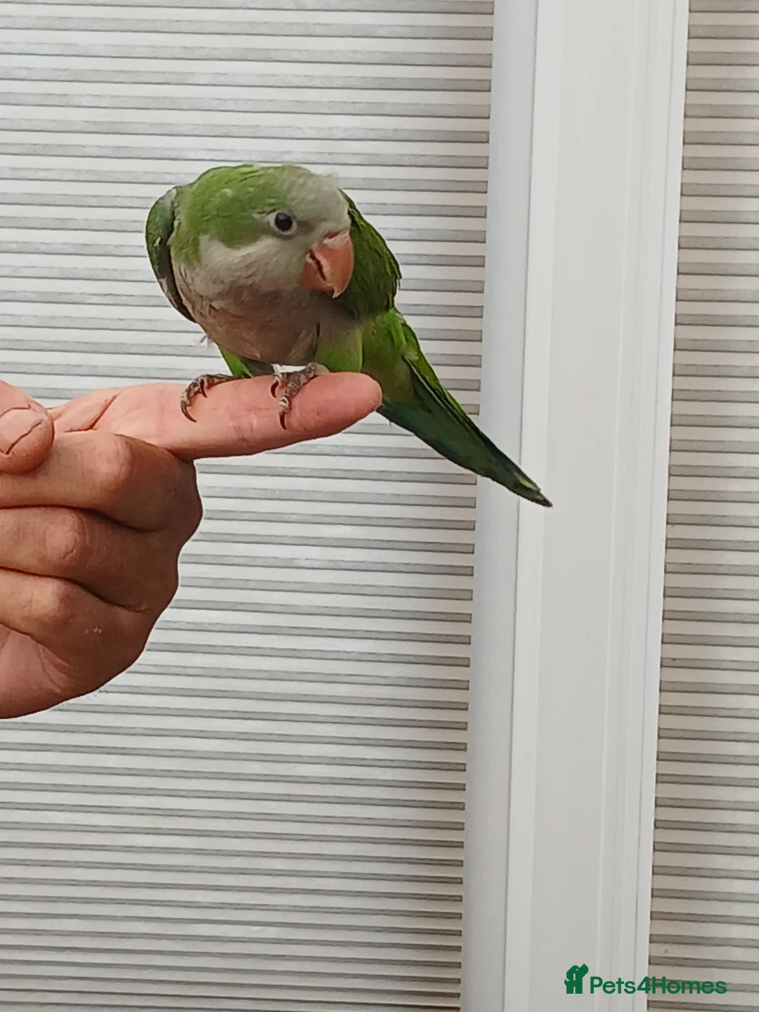 Parakeets birds for sale: Silly tame quakers and conure - Advert 2
