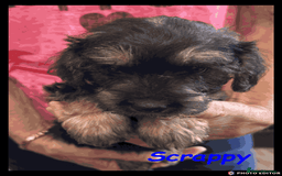 Mixed Breed dogs for sale: Beautiful Borderpoo Puppies – Ready 24th August - Image 17