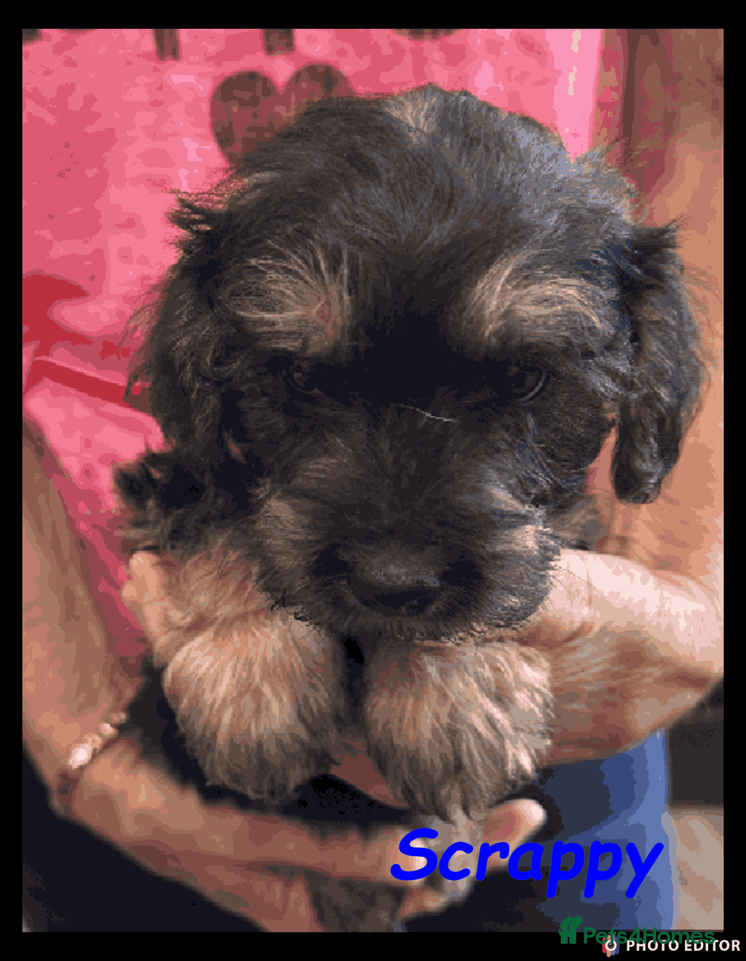 Mixed Breed dogs for sale: Beautiful Borderpoo Puppies – Ready 24th August - Image 17