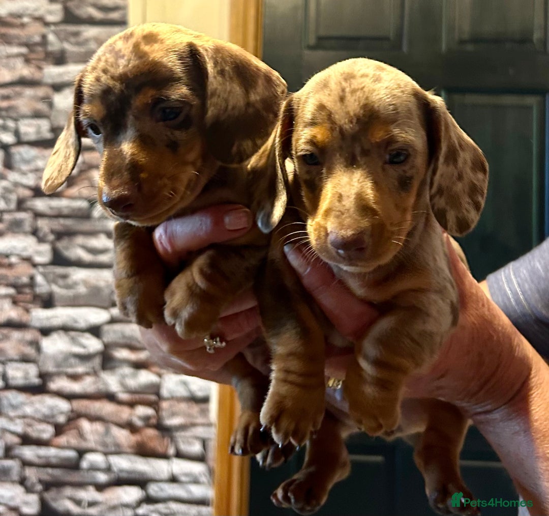 Miniature Dachshund dogs for sale: Stunning Miniature Smooth Dachshunds - Image 6
