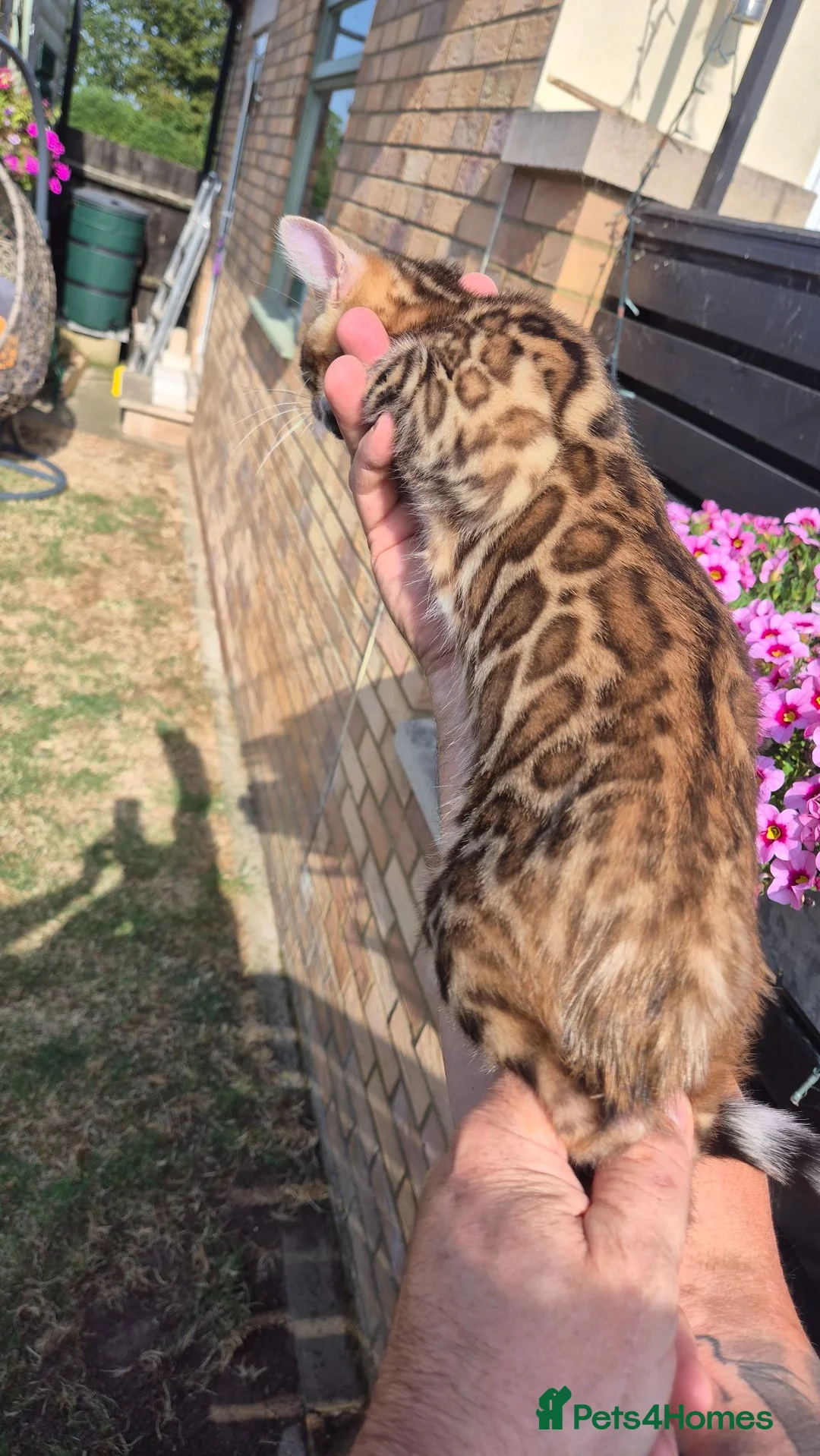 Bengal cats for sale: Pure Bred Bengal Male - Advert 2