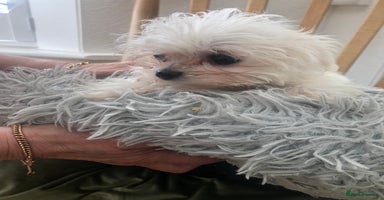 Maltese dogs - Advert 12