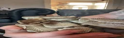 Python Snake reptiles for sale: Royal python looking for new home  in Wakefield - Advert 2