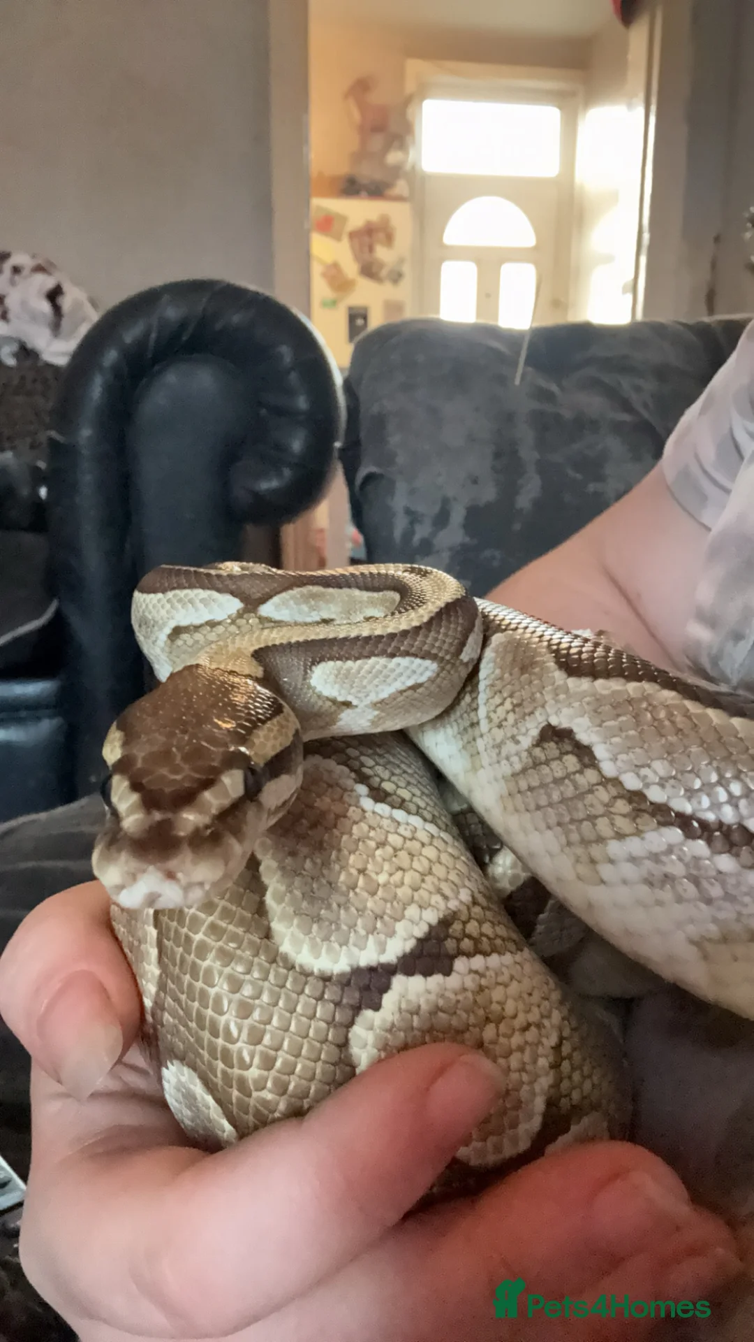 Python Snake reptiles for sale: Royal python looking for new home  in Wakefield - Advert 2